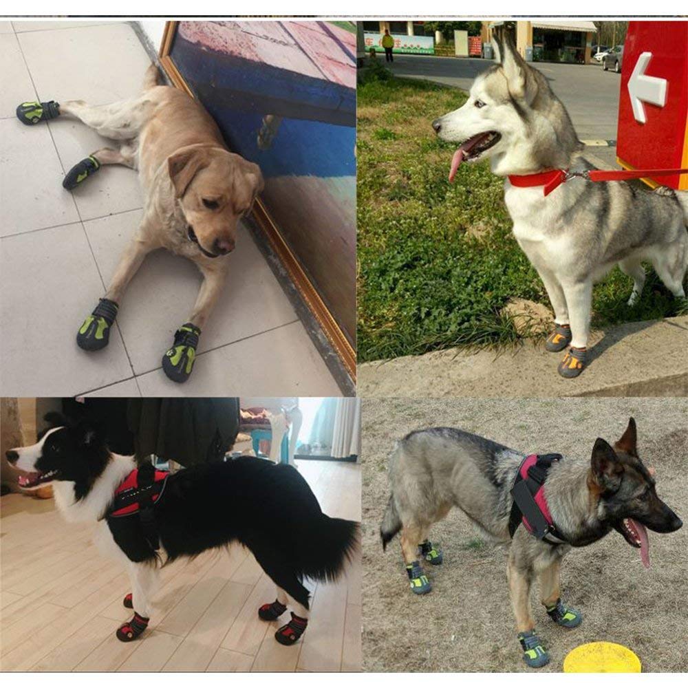 Truelove Honden Schoenen