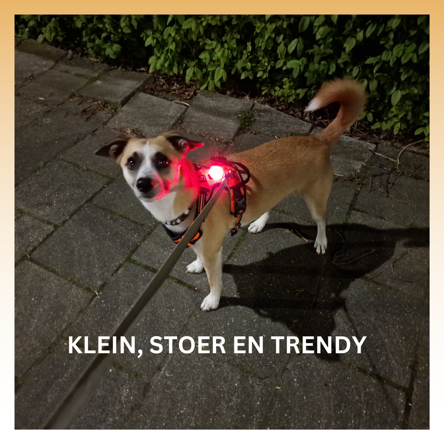 Woef & Woef LED Maatje