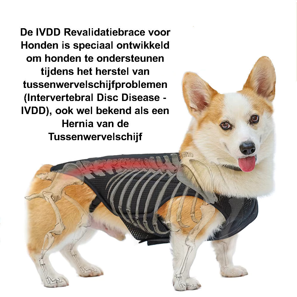 IVDD Hernia Ondersteuningsbrace
