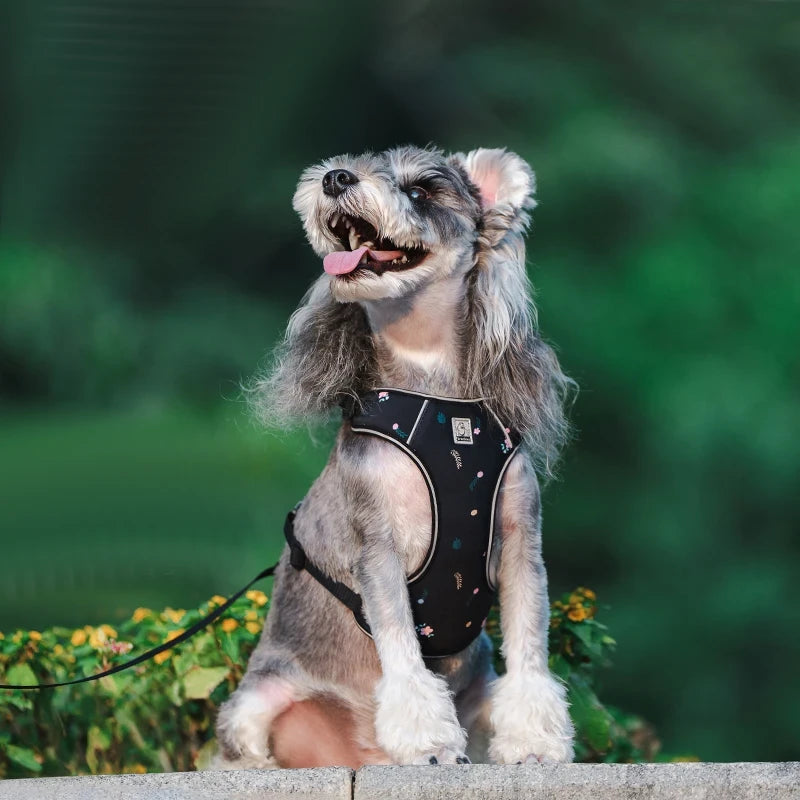 Truelove Harnas & Riem Set