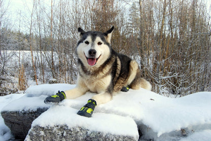 Truelove Honden Schoenen