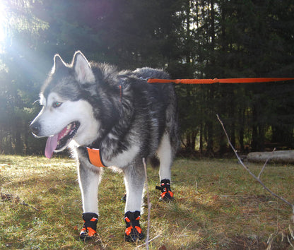 Truelove Honden Schoenen Extreem