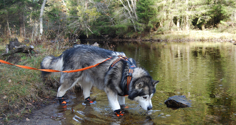 Truelove Honden Schoenen Extreem