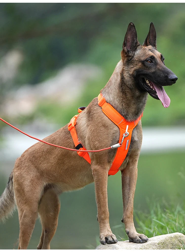 Luxe Honden Wandel Set