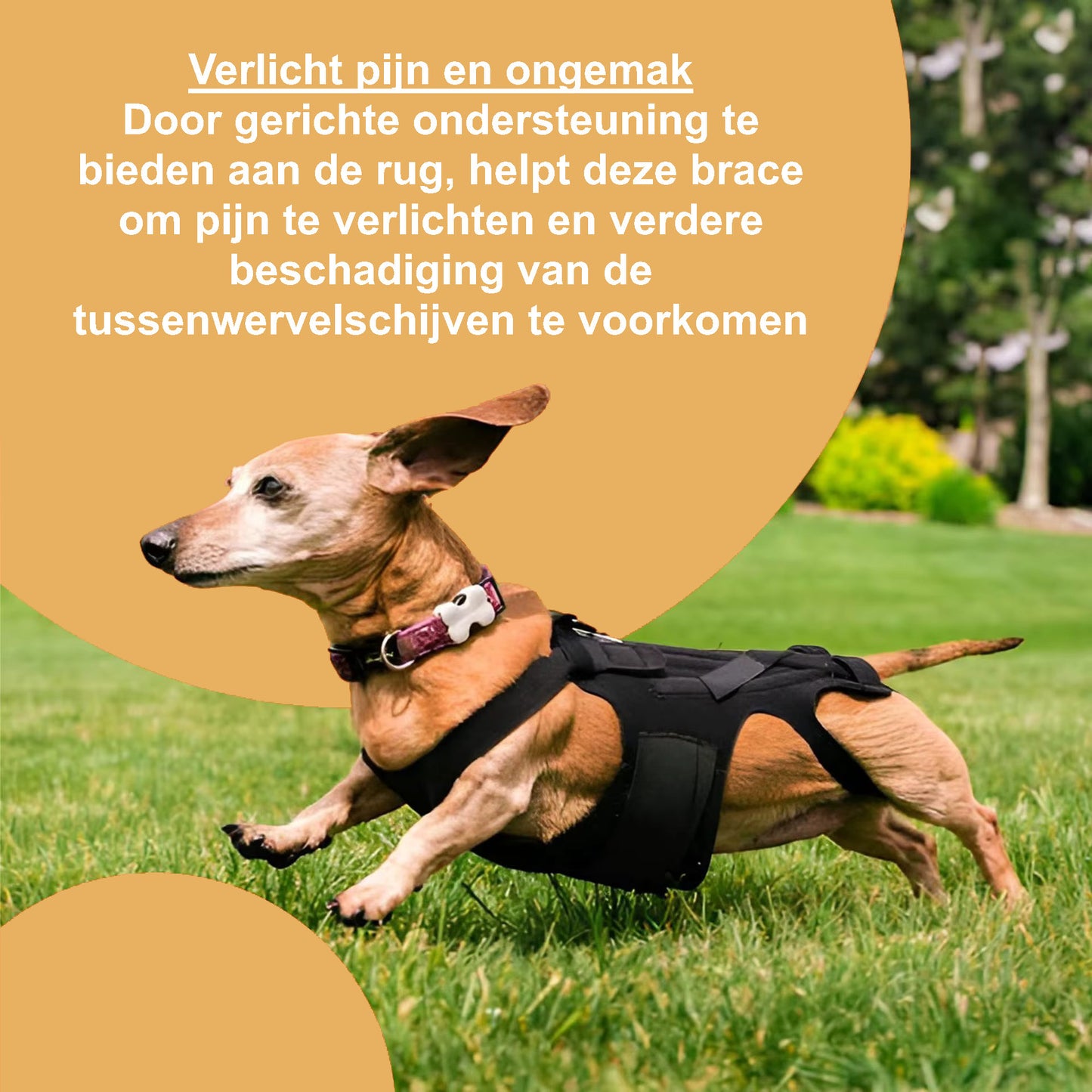 IVDD Hernia Ondersteuningsbrace